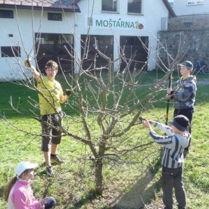 Jarní řez ovocných stromků